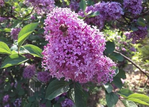 了不起的“3种树”，养1盆在家，散发出来“芳香”，比香水好闻！