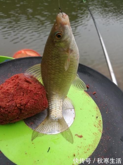 六陈水库开光新鱼护，崇尚不以爆护秀钓技