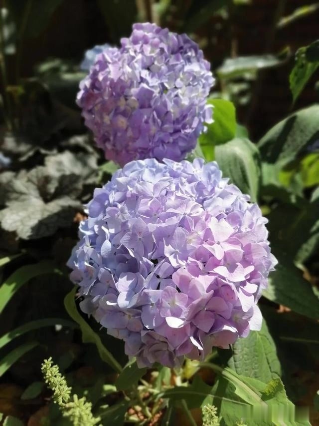 圆滚滚的绣球,瀑布般的花墙,这届花友也太会种花了吧