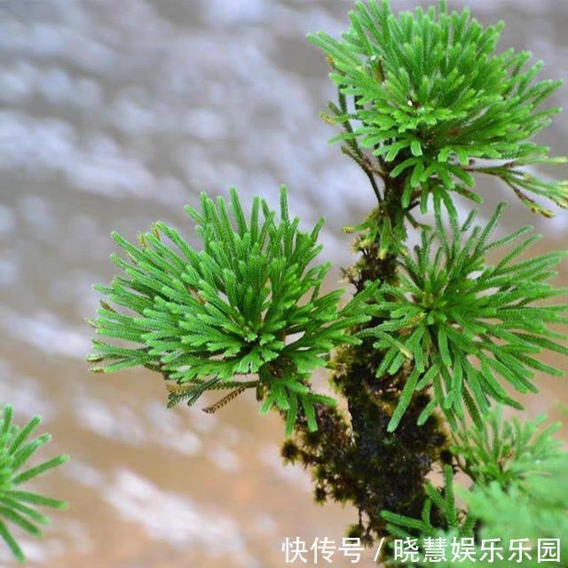 九种“养不死”的花，绿萝只能排最后一名，再养不活只能买假花了