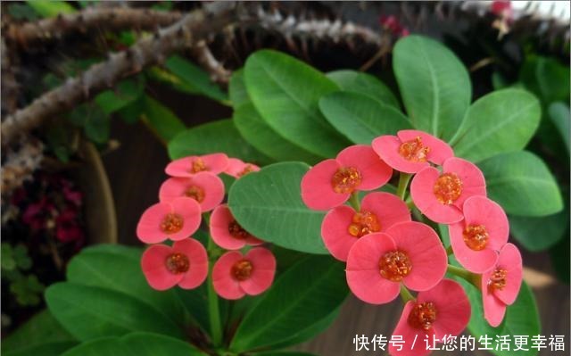 世界十大花期最长的花,全年都开的花有哪些什么花的赏花期最长!