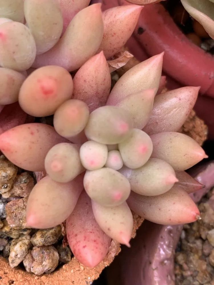 半年时间,多肉从3盆发展到600盆,入坑切莫太心急!