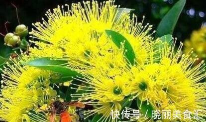 世界上最稀奇古怪的花儿,大多数人连一种都没见过,漂亮