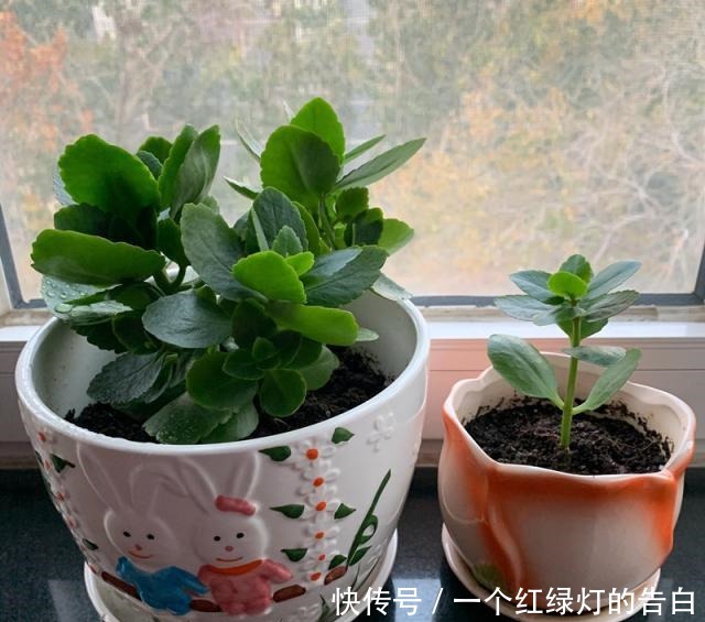 此花是世界名花,冬春季盛花,花期超半年,种养容易,室内也能养!