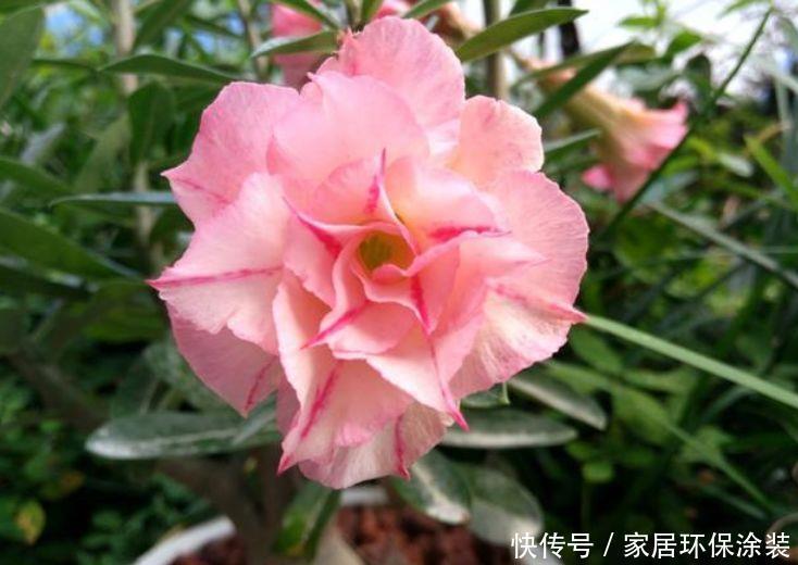 适合养在阳台的植物,随便养都能活,开花特漂亮,轻松开出花海