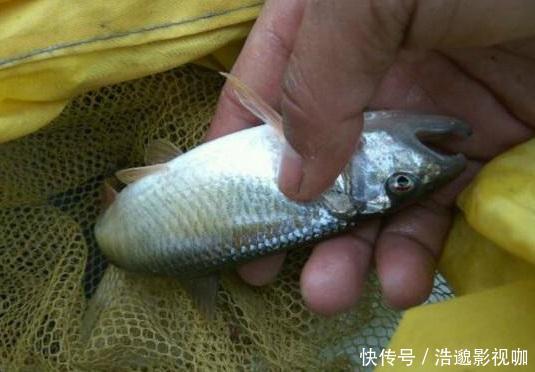 钓鱼界|谁说马口鱼长不大,这样大的马口鱼你见过没,如今很难钓到了