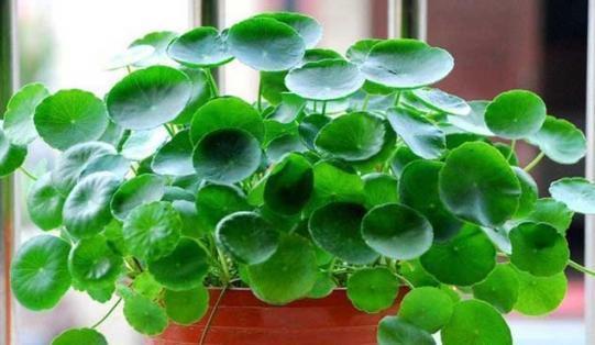 想让铜钱草“爆盆”，学会“小窍门”，一个月疯长爆盆，叶大又圆