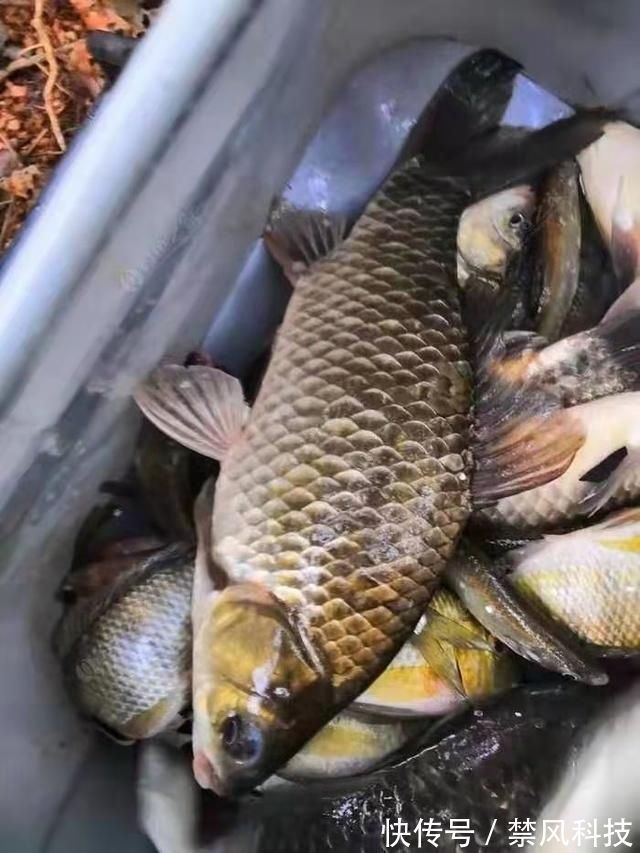 夏天大板鲫都藏在这些地方，方法用对就可以钓到