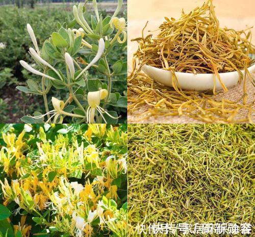 家里有条件养这3种花,开花漂亮价值高,一克就能几百元