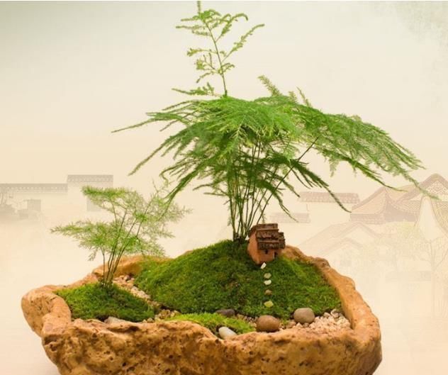 收获|路边常见的“它”,挖一块铺花盆里,不花一分钱,15天后收获惊喜