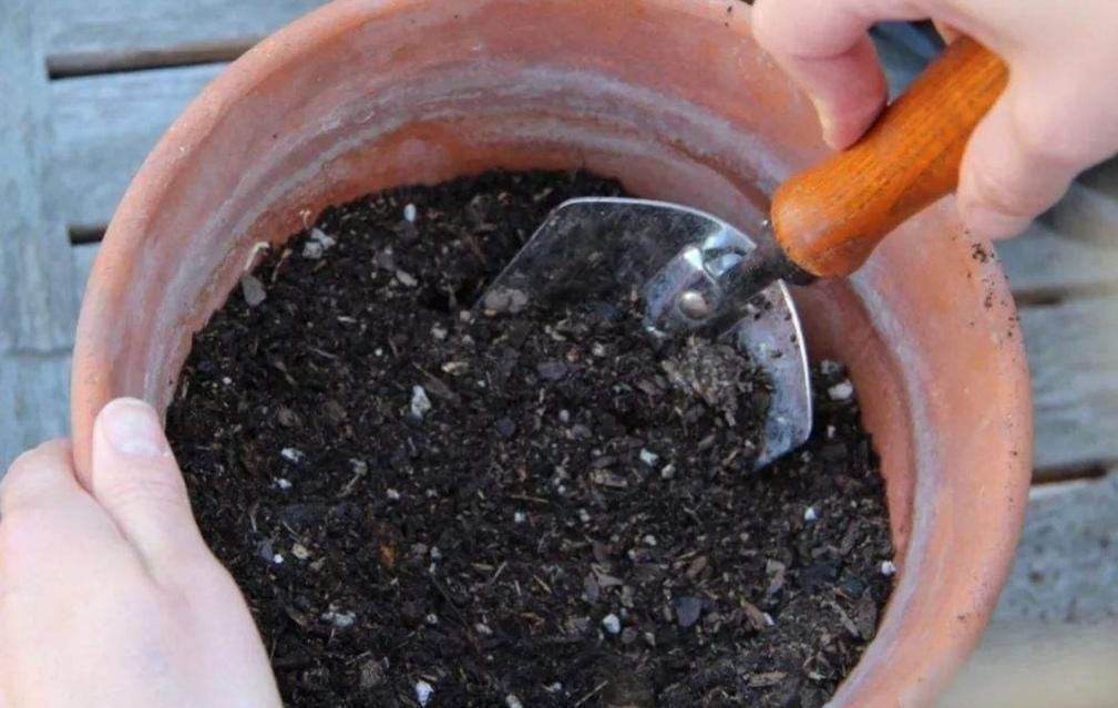 材料|旧花土不要扔,简单处理,掺上几种料,又成很好的“营养土”