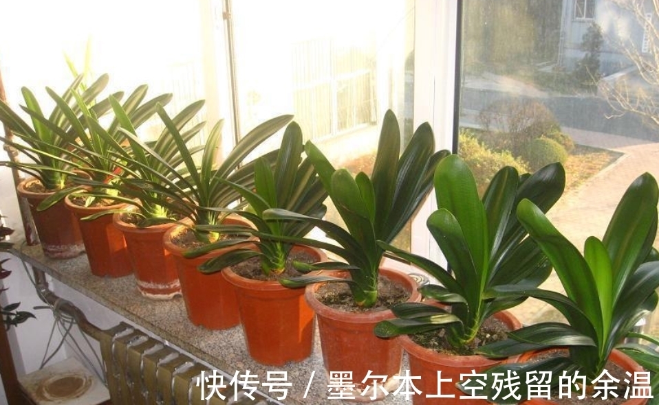 闲话君子兰和啤酒之间的关系、养护方法