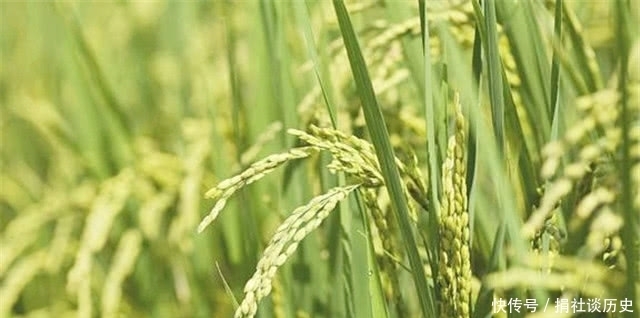 韭绿|曹雪芹的理想国:一畦春韭绿,十里稻花香