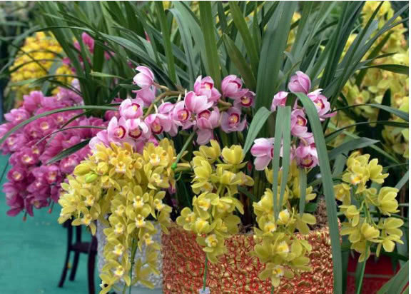 家里就养这“4种花”,漂亮好养又便宜,四季开花不断,满屋飘香