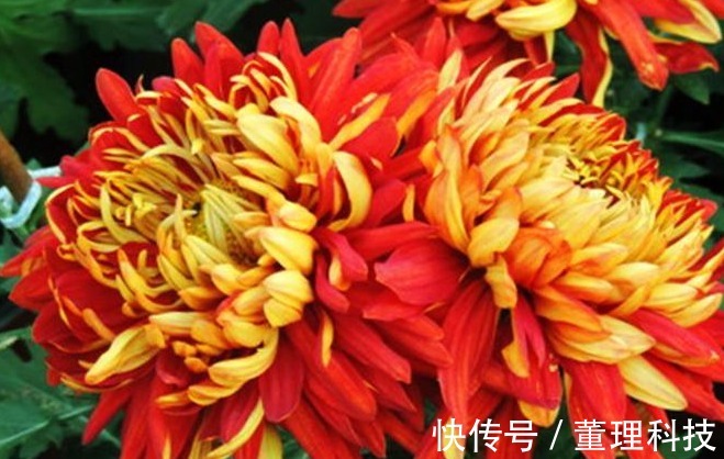 喜欢菊花,不如养盆“菊之珍品”,花色艳丽,高贵优雅!