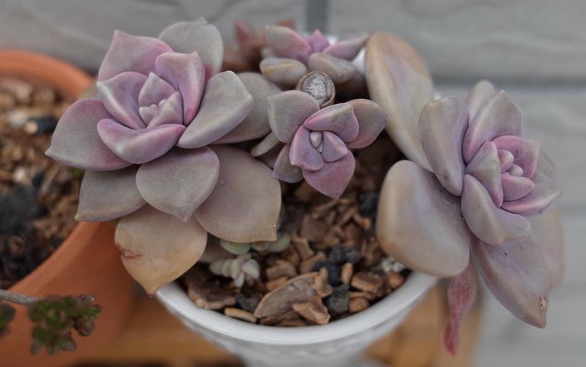 姬胧月|养多肉,若想茎叶肥美,速成老桩,该掌握哪些诀窍?