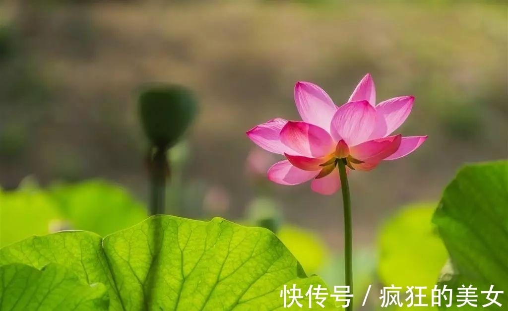 不第后赋菊|农历几月出生，你就是什么花，美轮美奂