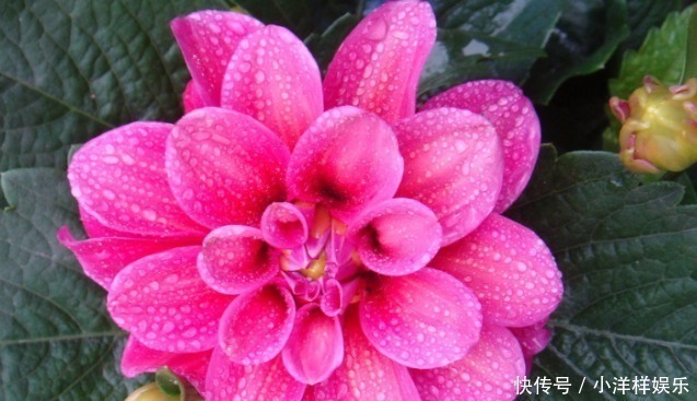 光照|新手养花,掌握3个技巧,花期延长好几个月,四季反复爆花!