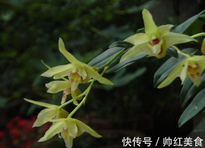 兰花栽种的3个技巧,大大提高成活率,窜箭快,开花多