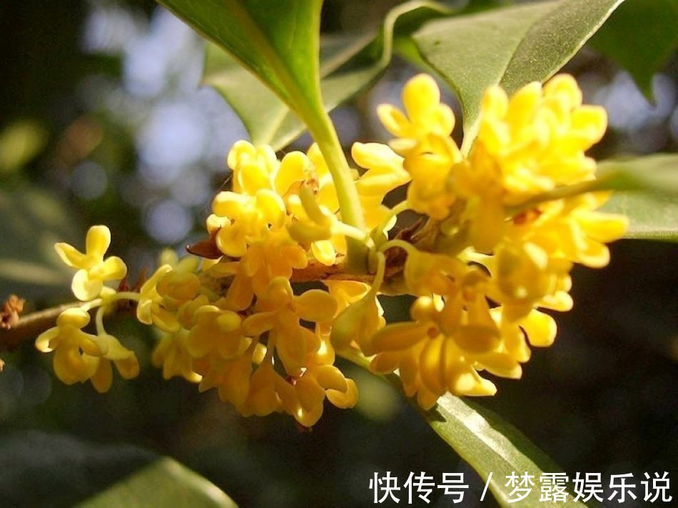 此花是我国的名花,以香气所闻名,金黄色的花朵十分美丽