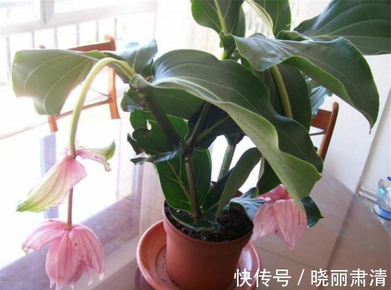 5种花最怕光,家里阴暗没关系,越暗长的越好