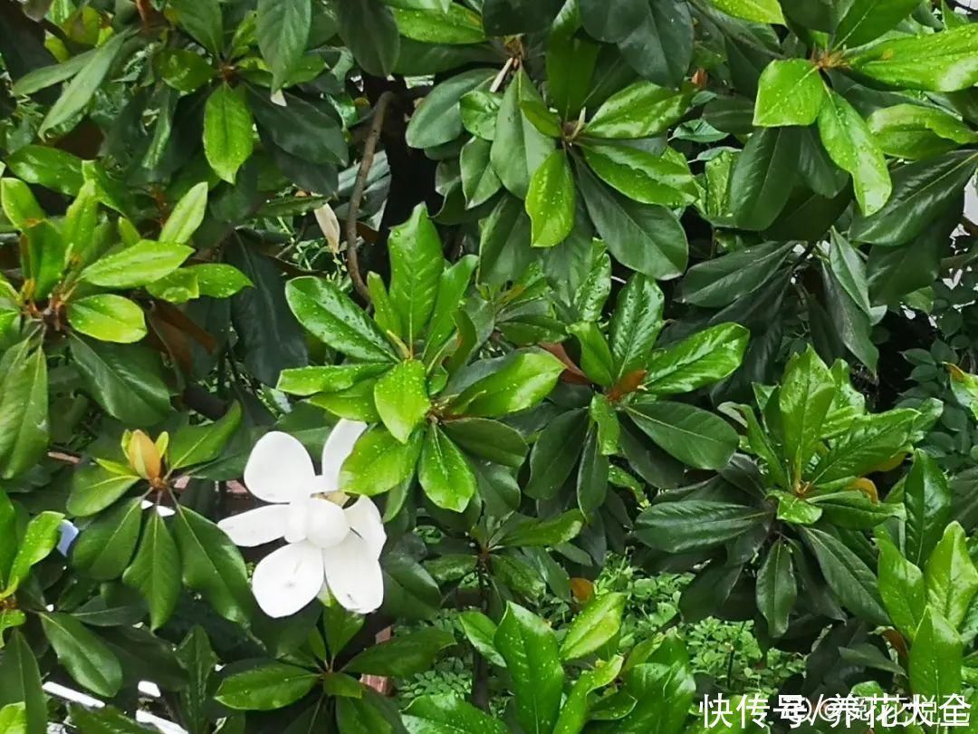 16种特长寿的植物,养十年以上,那都算年轻