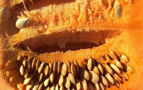 它的叶子是极品野菜,是胃部“好伙伴”,却常被忽视