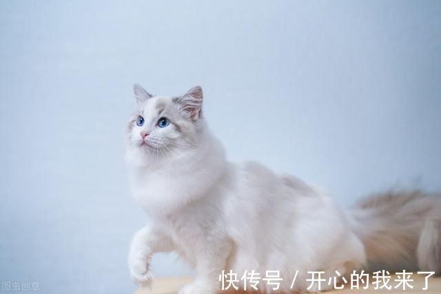 |搞笑猫咪:原以为猫很高冷,知道看到这些沙雕