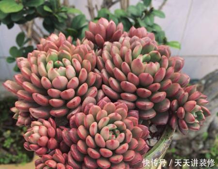 5种漂亮多肉,好看又好养,上色美长满盆,值得拥有!