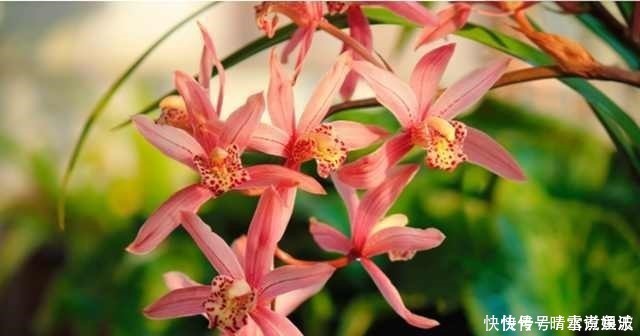 养花不开花,啥都不用学,就会用这些水浇花