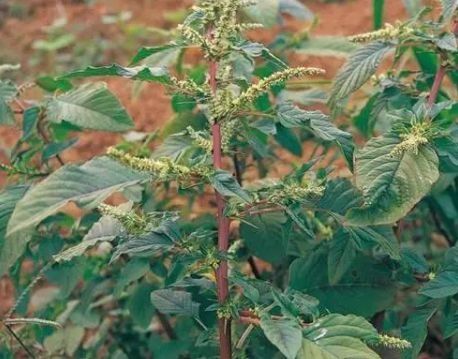 形似大葱，味道像苋菜，常常被忽略