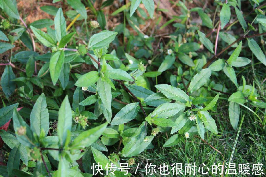 莲子草|农村里常见得一种野草,不仅能够凉血止血,还对心脑血管也有效用