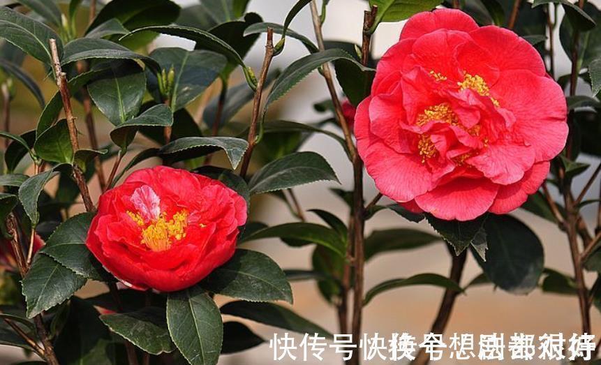 长势|忘了月季吧,此花更好看,皮实又耐寒,香味清新惹人爱