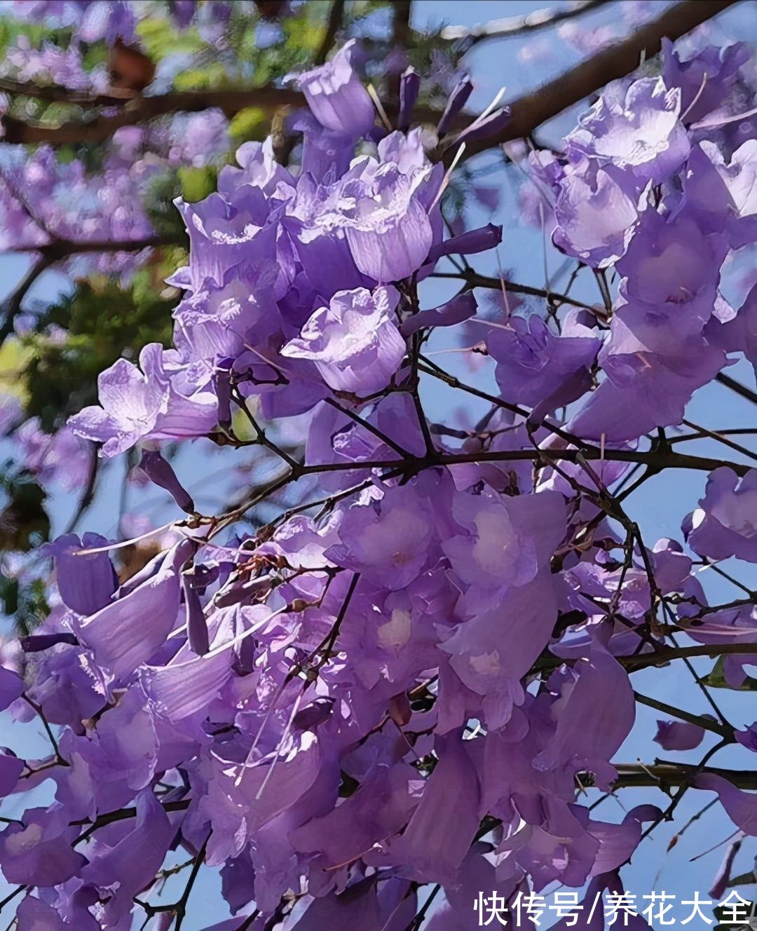 图鉴|100种常见花图鉴，图文并茂非常详细，收藏起来慢慢看