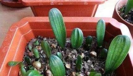 黄豆水养花太臭了试试把“它”埋土里，效果比黄豆水强多了