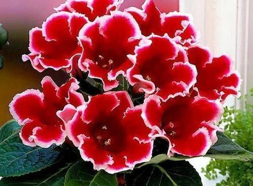 这花繁殖超快,叶子随便切碎,扔盆里就能冒出一堆花,太强悍了