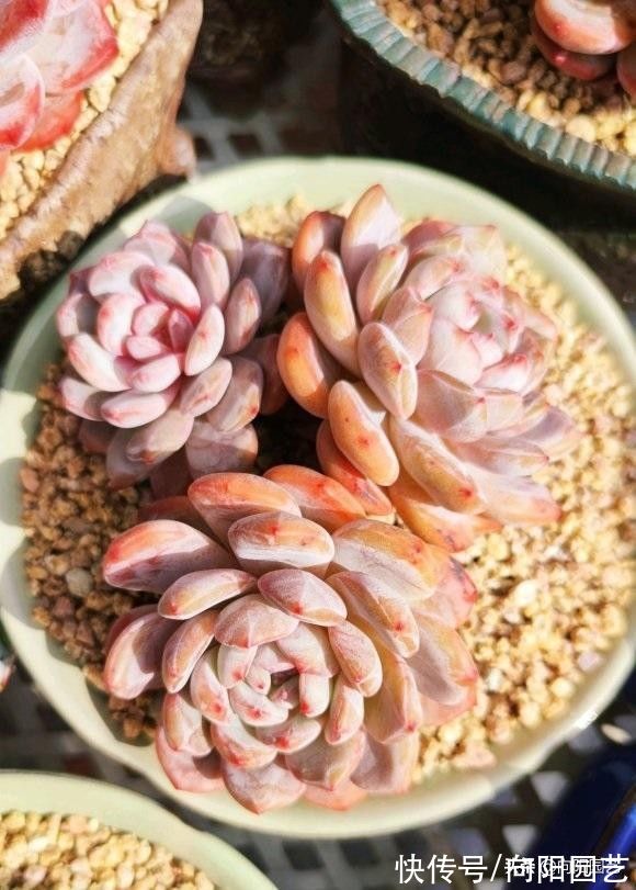 蓝粉鸟|选多肉，这4个品种很不错，适合新手入手，容易养护不烂根