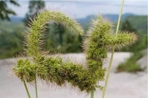 滑膜炎|农村随处可见的狗尾巴草,用来煮水治好了3种病,比特效药还管用