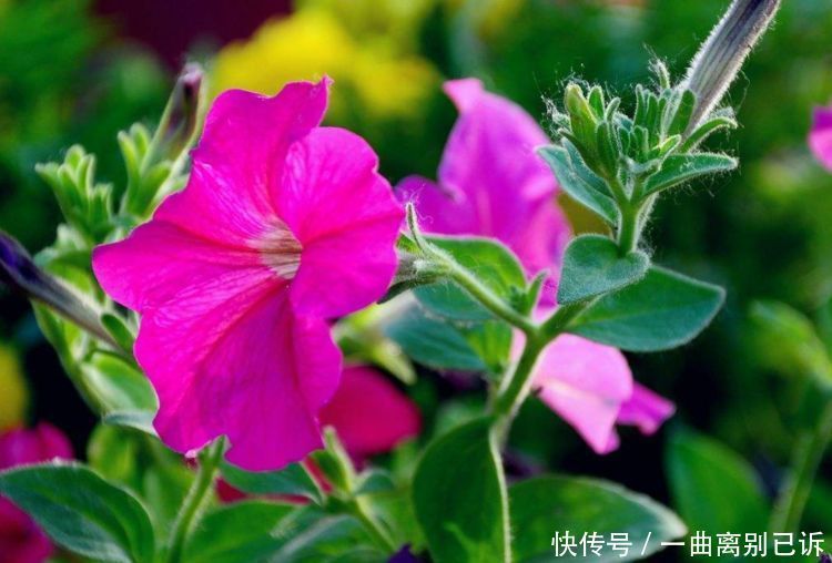 从4月24日开始,家养此款花卉,耐热耐晒更耐旱,开花多又美