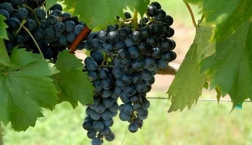  益气|适合女性吃的3种食物，补血益气、开胃健脾，好吃又不贵！