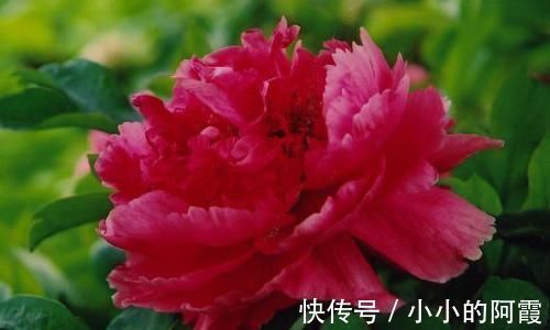 新手|推荐新手养的4种花，全年都开花，花量巨大，气味芬芳
