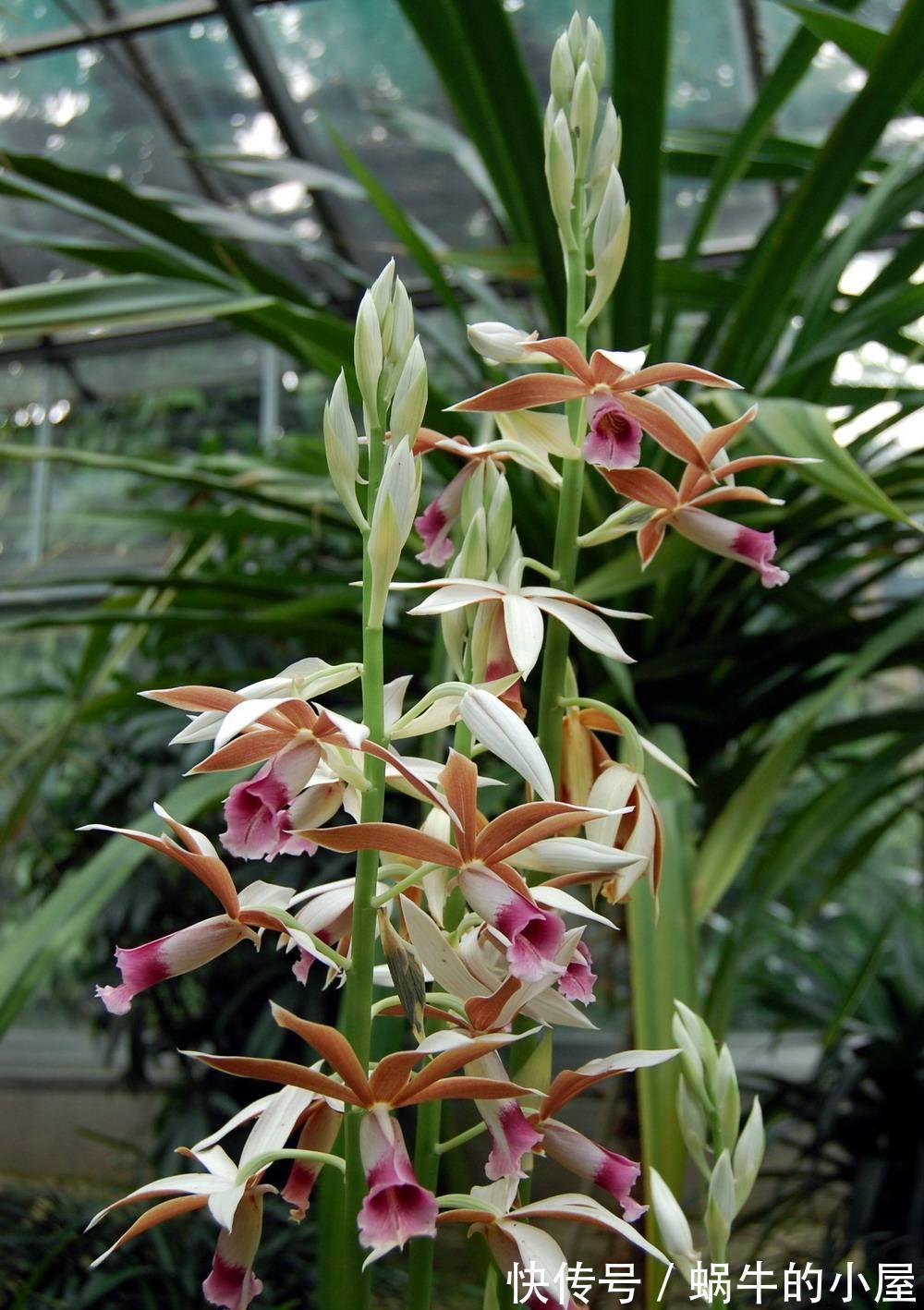 6种“老人花”,漂亮清香,吉利又大方,你养着花,花也养着你