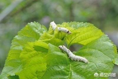 为什么现在有些人开始吃桑叶了,吃这个东西什么用