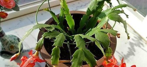  根壮|养蟹爪兰做好三点，叶肥根壮，开花爆盆，养不好已成过去