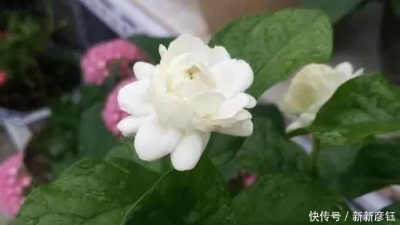 这16种花冬天越浇越死,3个月不管,反而长高个