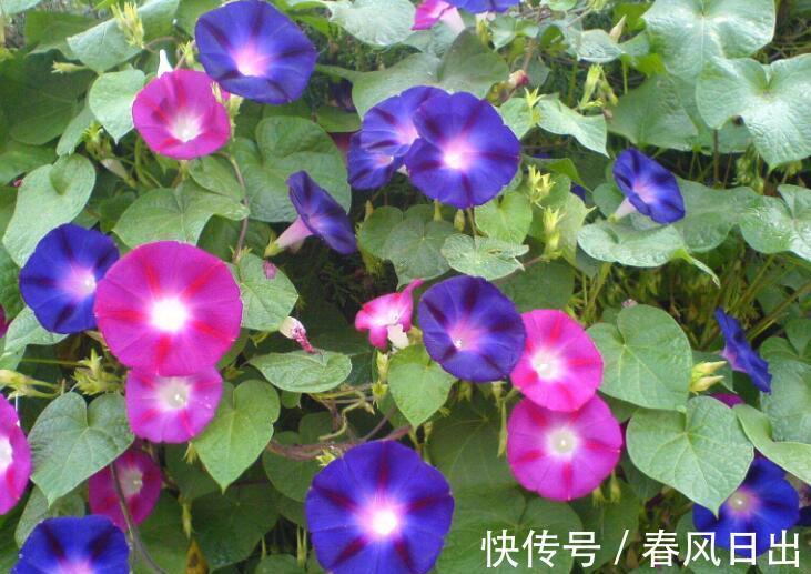 种花|5种花迎来“盛花期”,室内养几盆,那真是太美了!