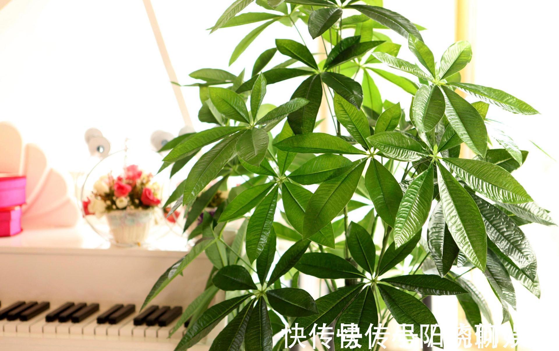 复合肥|6种漂亮花，都有“好寓意”，喜欢的话养一盆，吉祥又大气