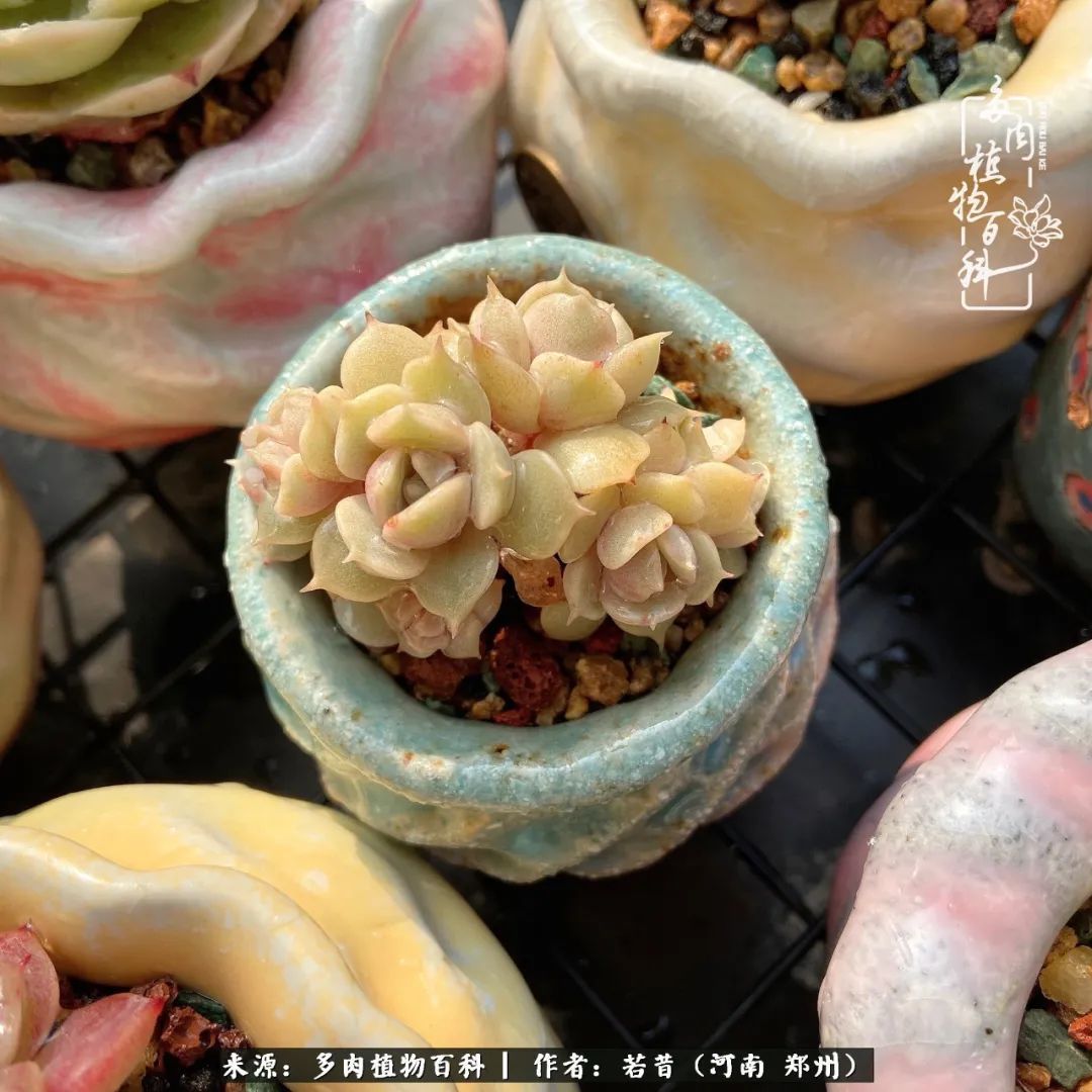 迷你小院儿,种满多肉、花草和蔬果,沉醉在自己的世外桃源!