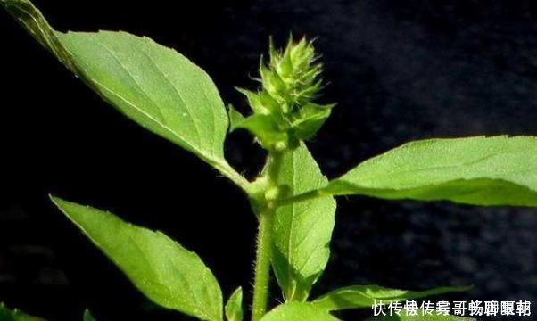 养心平肝降三高|农地里一种野菜，养心平肝降三高，被称为餐桌上的“胰岛素”