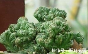 这种多肉植物不能太“小心”伺候,否则肉质茎容易腐烂哦